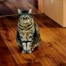 Bobby359 profil fotoğrafı