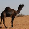 حادي العيس 的头像