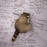 SadRaccoon's profile picture