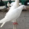 محمد علي's profile picture