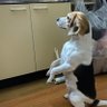 わたがし's profile picture