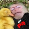 Profilbild von 🇦🇷 Manu 🦆
