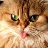 K Fluffy 的头像