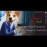 Фото профиля Alham Mahmoodi