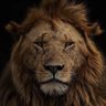 dan's profile picture