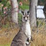 Canguro 🦘 profil fotoğrafı