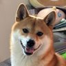 さくらもち🌸 profil fotoğrafı