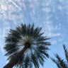 Фото профиля palm