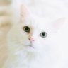DevletiminTarafındayım.. profil fotoğrafı