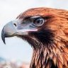Eagle Eye 👁️'s profile picture