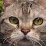 RAM(=^ェ^=) profil fotoğrafı