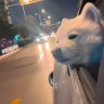 咔咔's profile picture