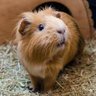 Hastings's profile picture