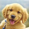 Emotional Support Animal's profile picture
