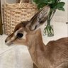 🦌's profile picture