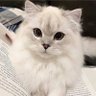 paw puff's profile picture