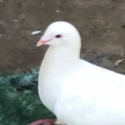 鸟鸟's profile picture
