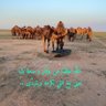 ابوعبدالله الدعيدع الحسني profil fotoğrafı