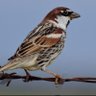 Фото профиля Pajarillo