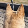 すずらん profil fotoğrafı