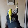 えあぐる 的头像