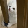 Teslsuga(테슬슈가)'s profile picture