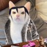 Faseeh profil fotoğrafı