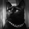 Der Kater Jimmy 😸's profile picture