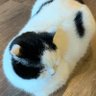 Фото профиля ぱーさん