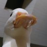 ซิกิซาสุยู ✨ profil fotoğrafı