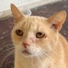 Gato Struk 的头像