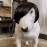 vio 的头像