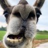 Profilbild von Speckled Llama