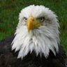 GrumpySouthernMan 的头像