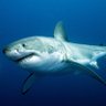 MrShark's profile picture
