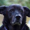 B_z profil fotoğrafı