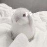 Diamant ♡︎'s profile picture