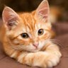 Фото профиля Ginger Katz