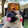 Walter's profile picture