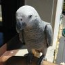 Rosa Melano profil fotoğrafı