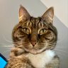 Chester Copperpot's profile picture
