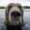 Medved🇷🇺's profile picture