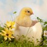 Profilbild von ヒナ🐣