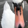Profilbild von Swan