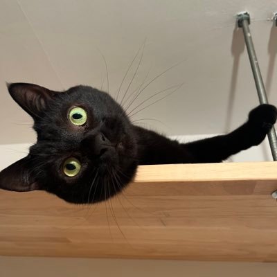 punoco's profile picture