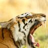 Bengal Tiger 的头像