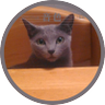 3cats 的头像