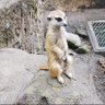 シグナル🌽 profil fotoğrafı