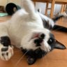 sora profil fotoğrafı