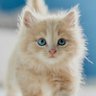 Mpolat (꧁IP꧂) profil fotoğrafı